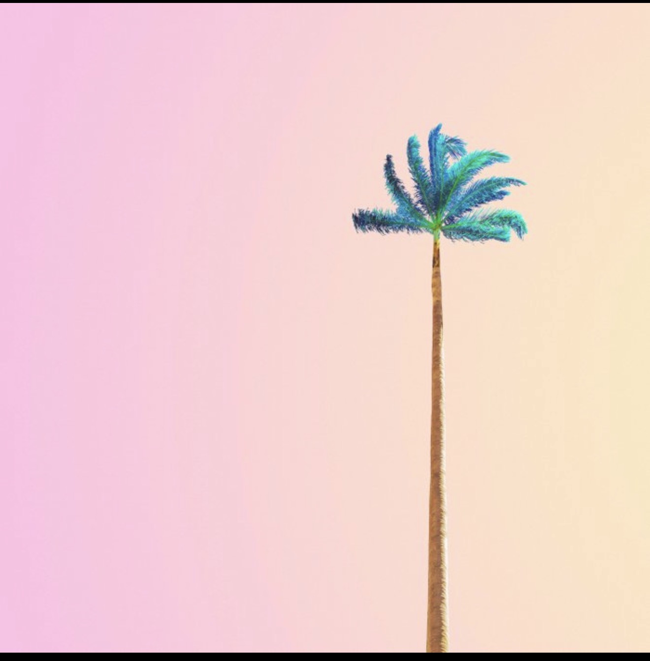 Mint Palm at Sunset